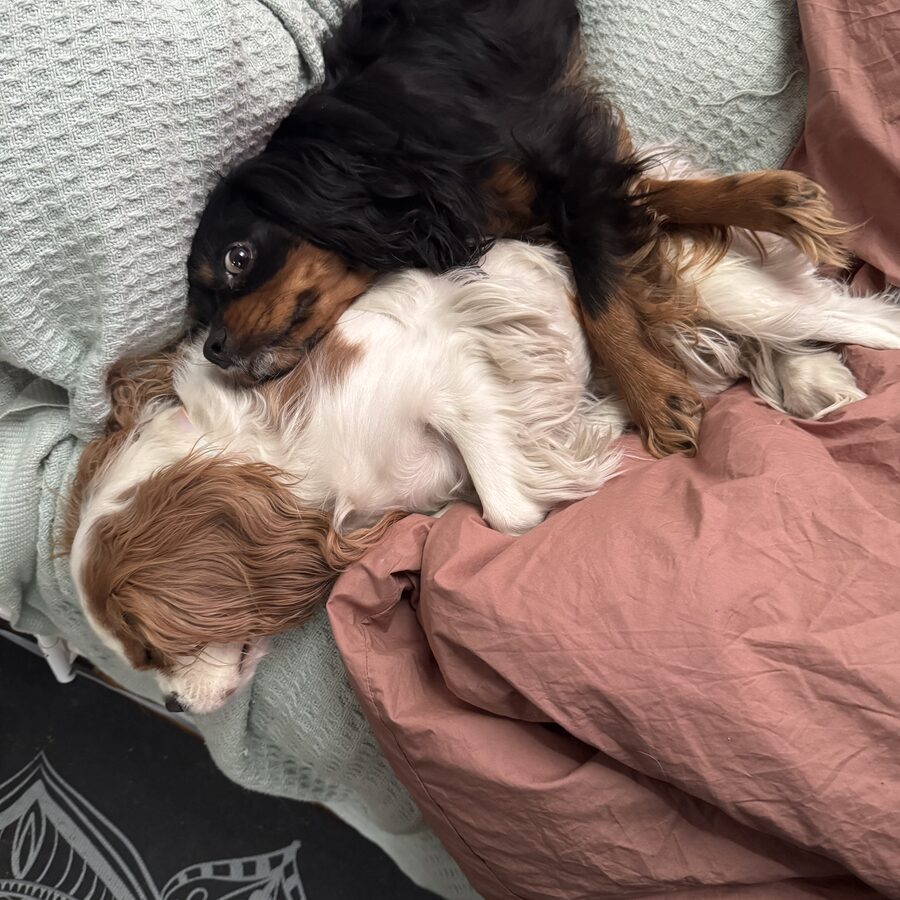 The same two dogs, piled up asleep